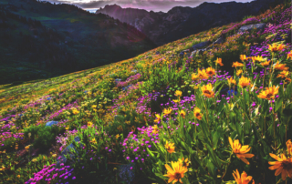 Photo of mountains and Albion basin wildflowers