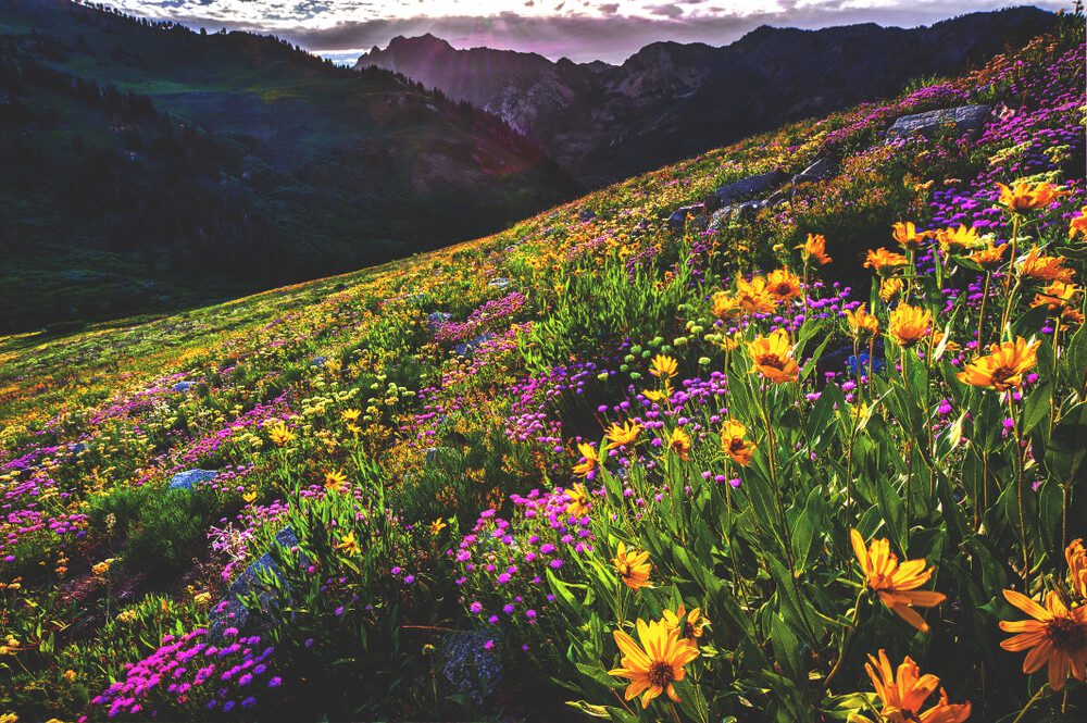 Photo of mountains and Albion basin wildflowers