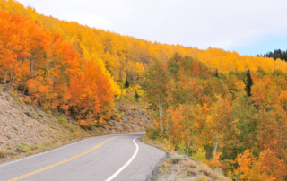 View of Utah fall colors on the roadside near Alta Snowbird