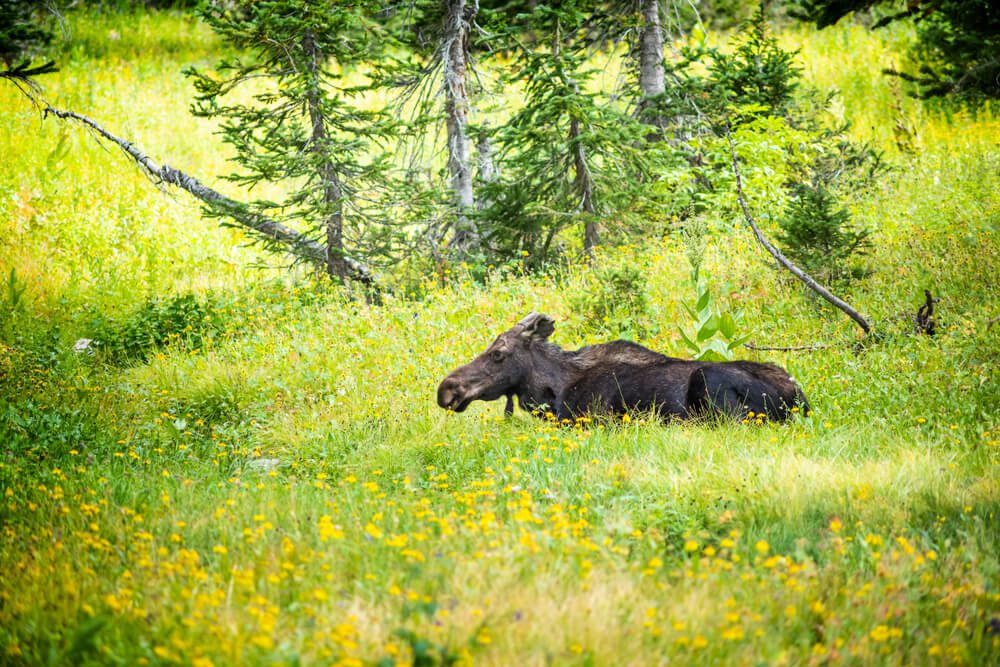 photo of a moose in the grass: wildlife in utah's Wasatch Mountains