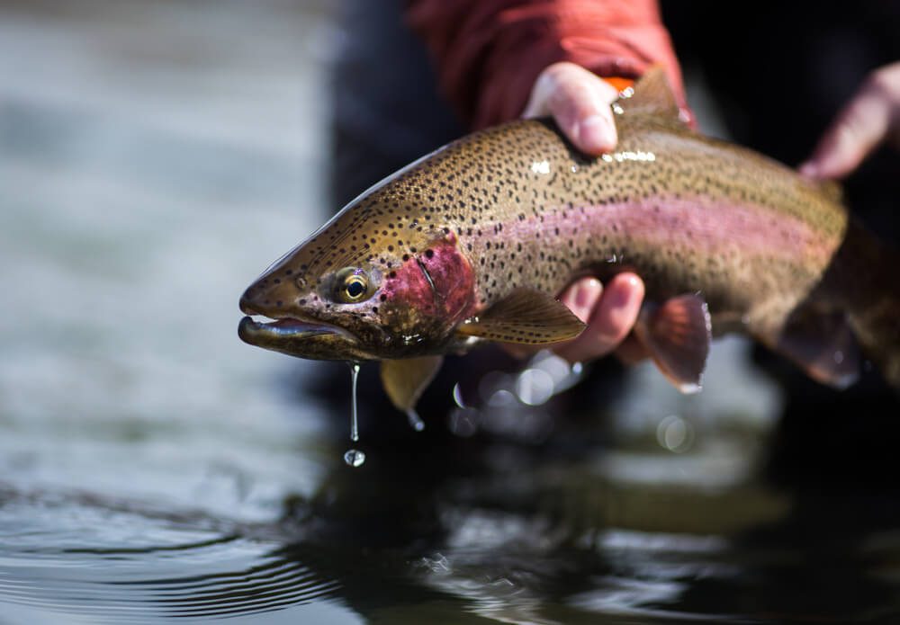 Utah fishing for trout near Alta Utah