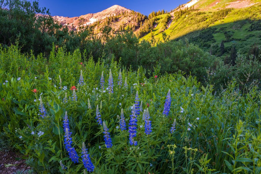 Wildflowers blooming in Little Cottonwood Canyon Utah